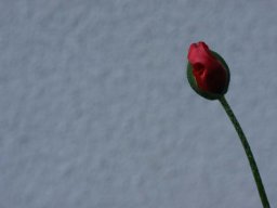 tradgard_2012_06_11_20120613_1380237228_20121120_1071181548