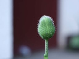 tradgard_2012_06_14_20120613_1405301747_20121120_1898407966