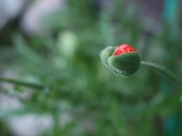tradgard_2012_06_18_20120613_1342305767_20121120_1023189163