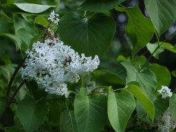tradgard_2012_06_2_20120613_1133649386_20121120_1735131073