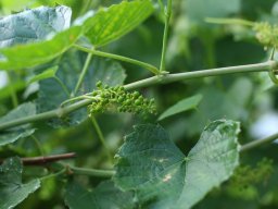 tradgard_2012_06_3_20120613_1806485834_20121120_1378846296
