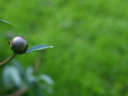 tradgard_2012_06_4_20120613_1655671518_20121120_1611753001