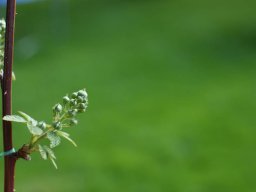 tradgard_2012_06_6_20120613_1810298042_20121120_2078354420