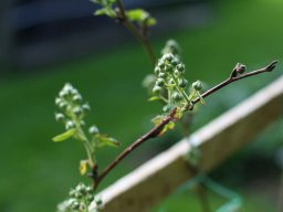 tradgard_2012_06_8_20120613_1901473815_20121120_1556953739