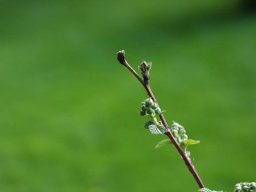 tradgard_2012_06_9_20120613_1864474072_20121120_1676096355